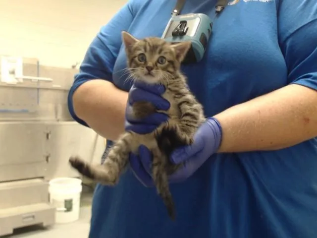 A baby small-sized male Domestic Short Hair cat named Miles for adoption in Fayetteville, NC