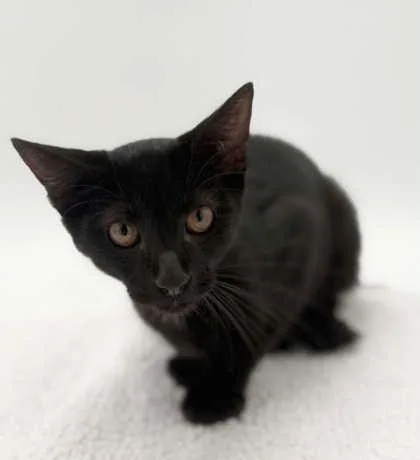 A young small-sized male Domestic Short Hair cat named Iron Man for adoption in Bowling Green, KY