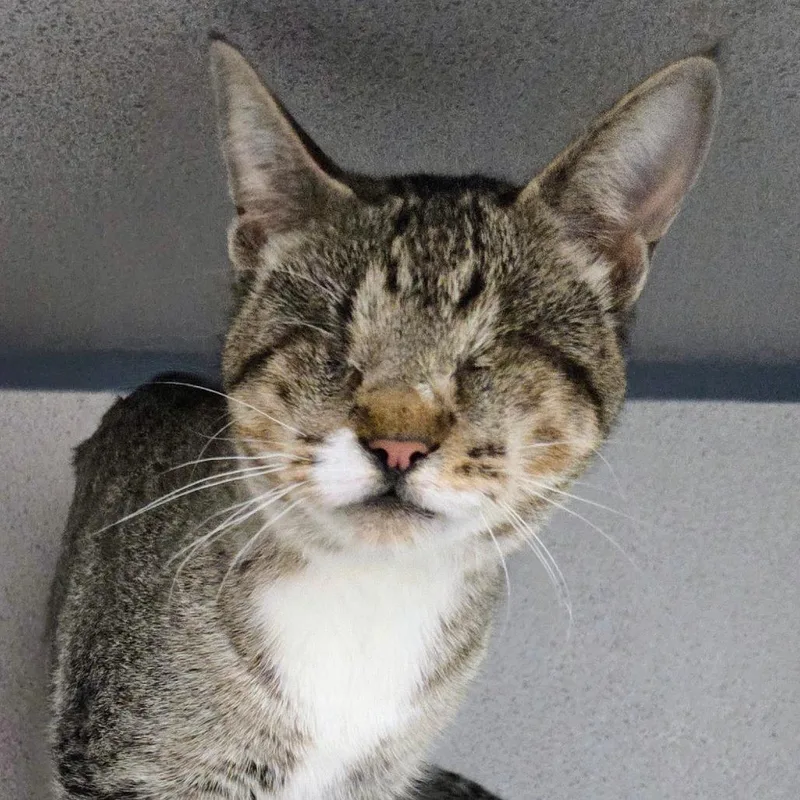 A young medium-sized female Brown / Chocolate Domestic Short Hair cat named Cecily for adoption in Sheridan, WY