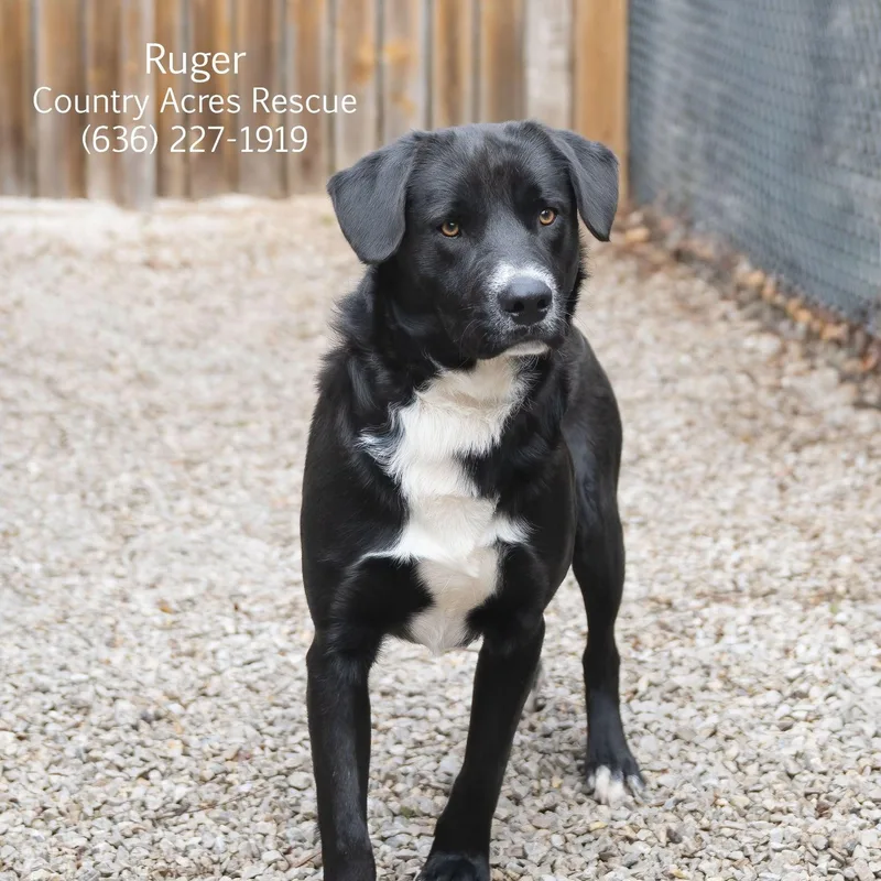 Ruger