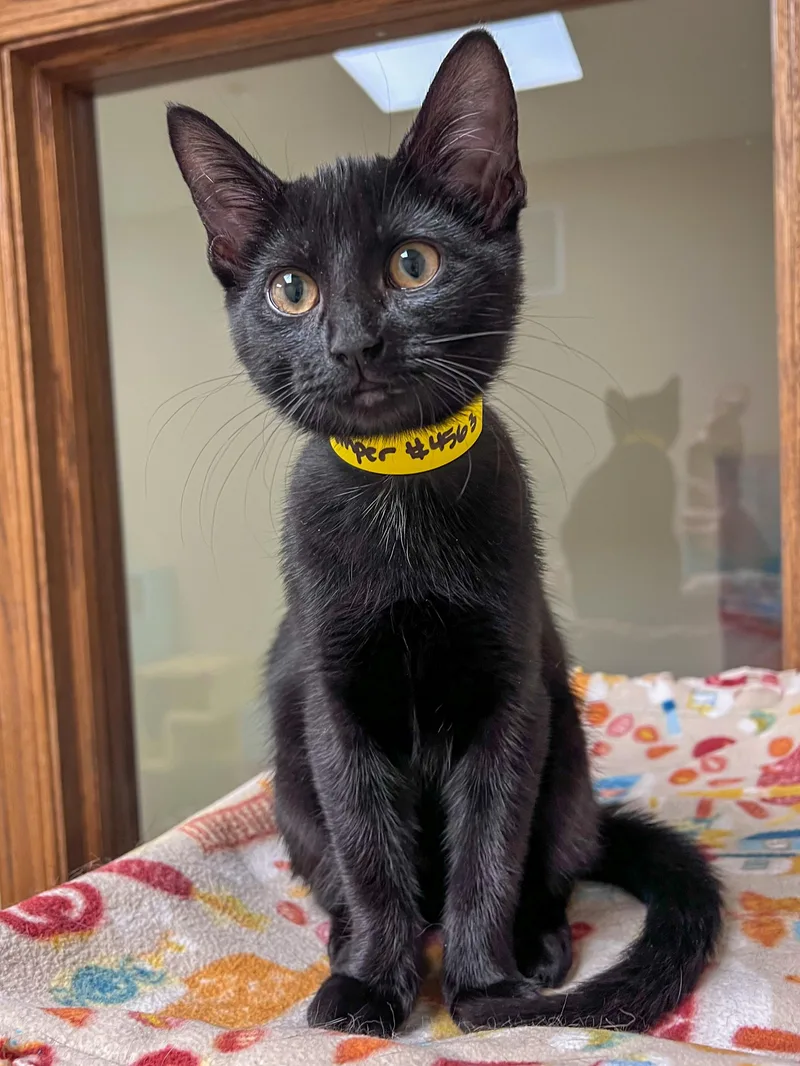 A young medium-sized female Black Domestic Short Hair cat named Jumper for adoption in Arlington Heights, IL