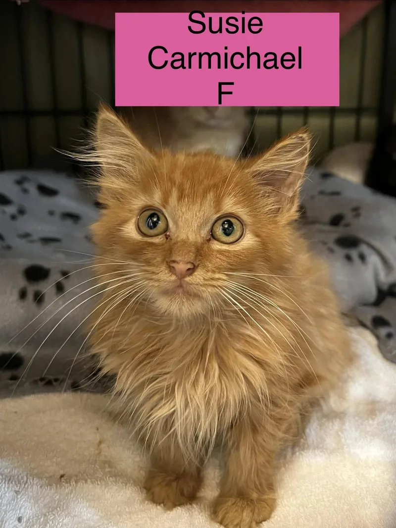 A baby small-sized female Domestic Long Hair cat named Crookshank for adoption in Sneads Ferry, NC