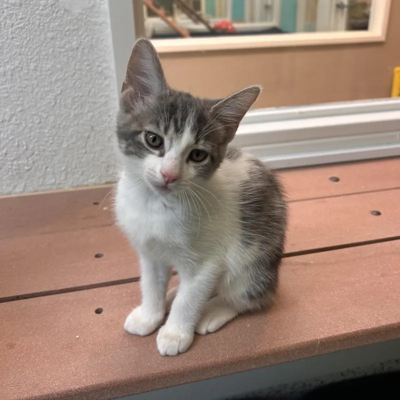 A baby small-sized male Gray / Blue / Silver Domestic Short Hair cat named Derek for adoption in Fresno, CA