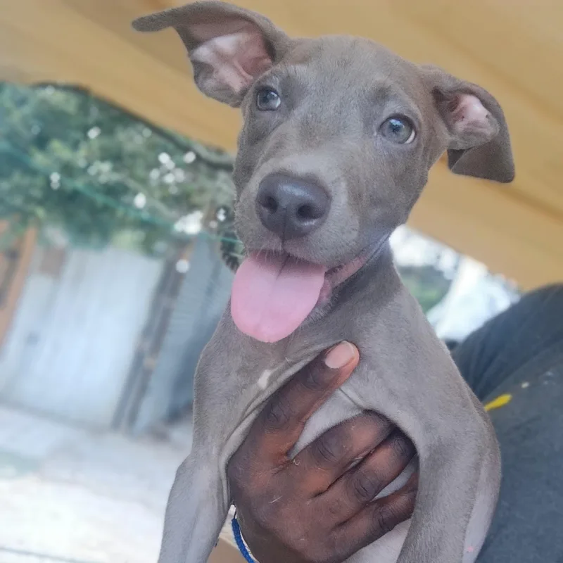 A baby medium-sized male Labrador Retriever dog named Jon Snow for adoption in Houston, TX