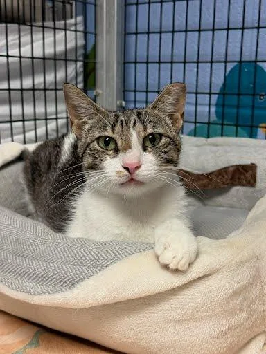 A baby small-sized female Domestic Short Hair cat named Liberty for adoption in Washington, DC