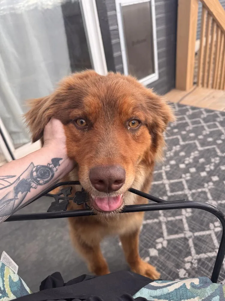 Cinnamon thumbnail 3