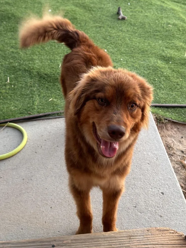 Cinnamon thumbnail 5