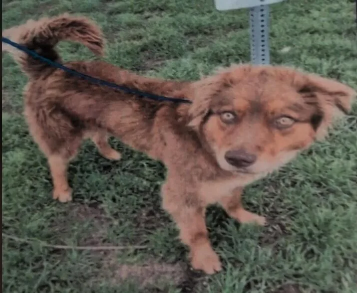 Cinnamon thumbnail 6