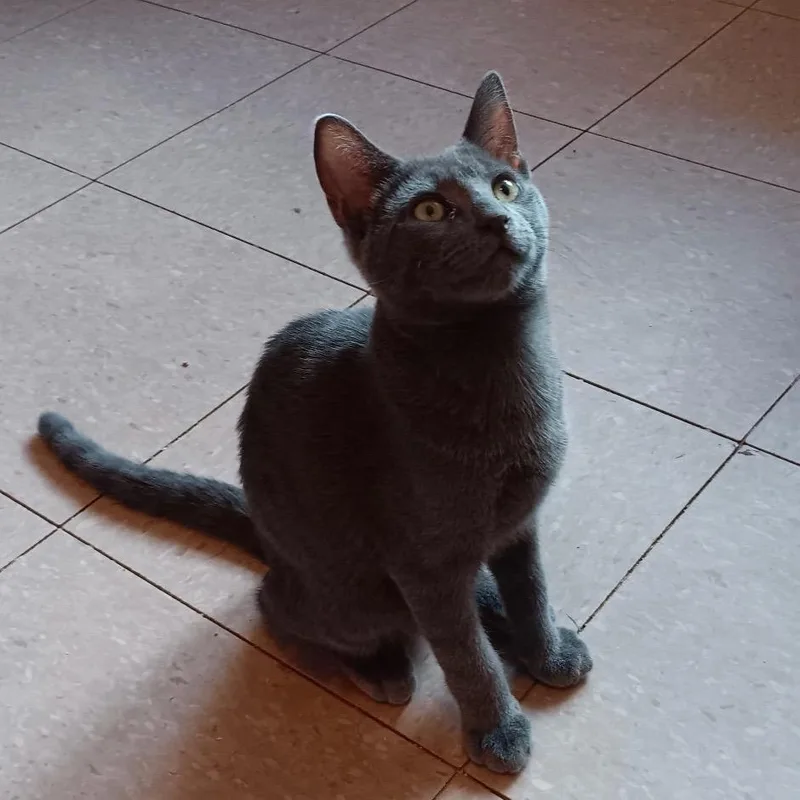 A baby medium-sized male Domestic Short Hair cat named Smokey for adoption in Marianna, FL