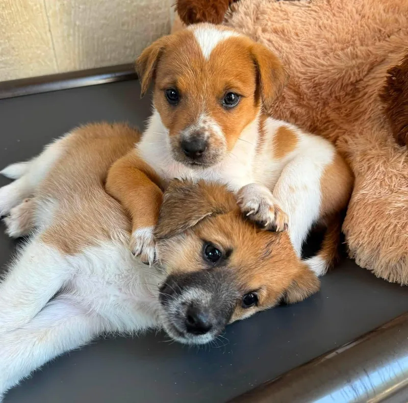 A baby medium-sized female Australian Cattle Dog / Blue Heeler dog named Jane for adoption in Southlake, TX