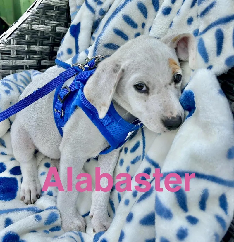 A baby medium-sized female White / Cream Labrador Retriever dog named Alabaster for adoption in Austin, TX