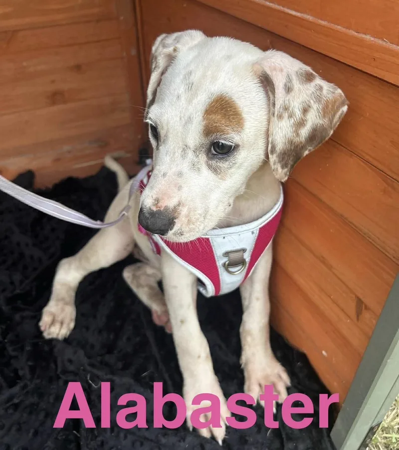 Alabaster thumbnail 6