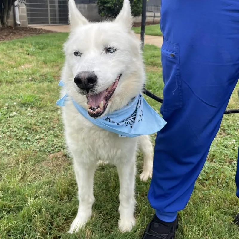 An adult large-sized male White / Cream Husky dog named Miguel for adoption in Greenville, SC