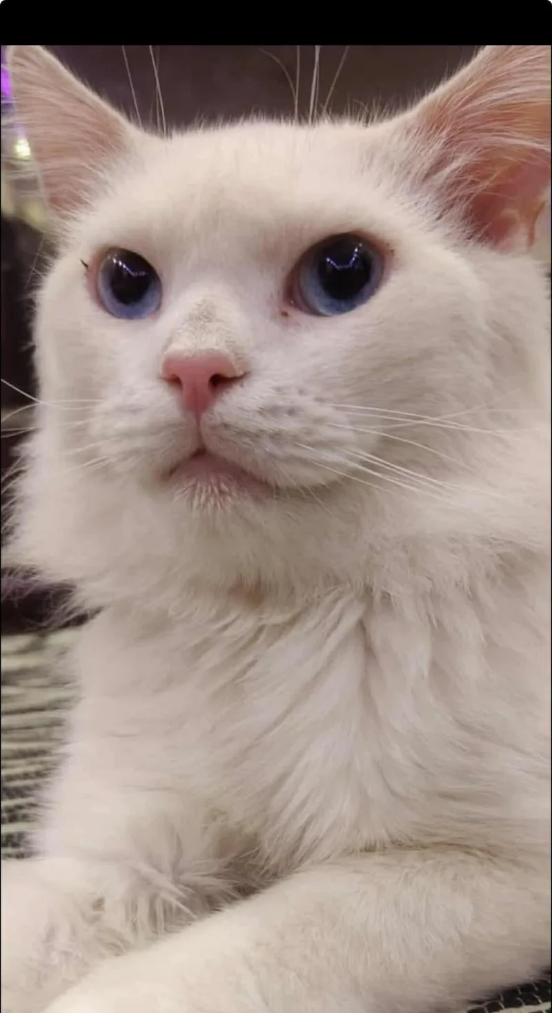 Jeremiah thumbnail 3