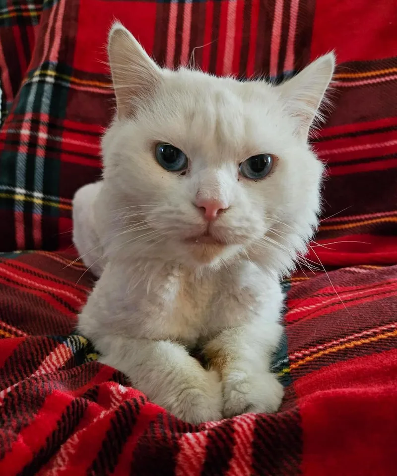 Jeremiah thumbnail 5