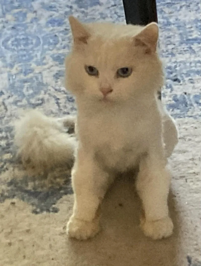 An adult medium-sized male White Persian cat named Jeremiah for adoption in Woodmere, NY