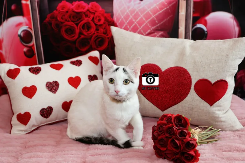 Pink Pony thumbnail 2