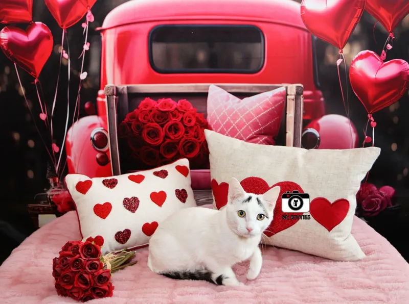 Pink Pony thumbnail 5