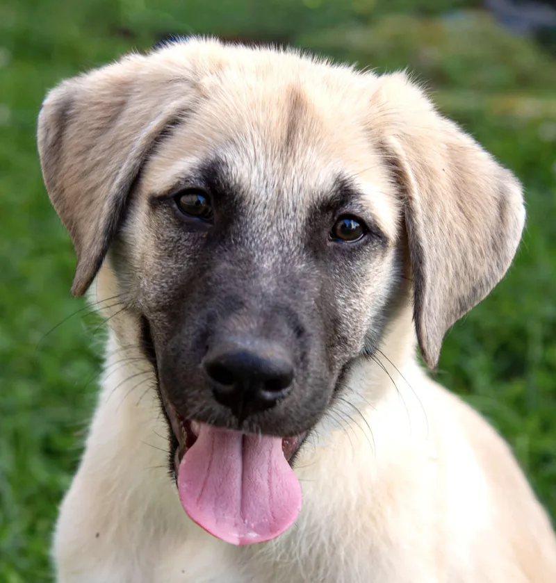A baby large-sized male Anatolian Shepherd dog named Rolo for adoption in Nashville, TN