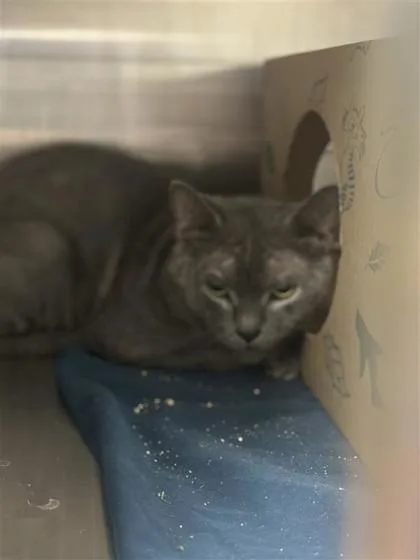 An adult small-sized male Domestic Short Hair cat named Cheesecake for adoption in West Chester, PA