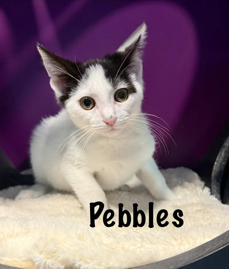 A baby medium-sized female Black & White / Tuxedo Domestic Short Hair cat named Pebbles for adoption in Frewsburg, NY