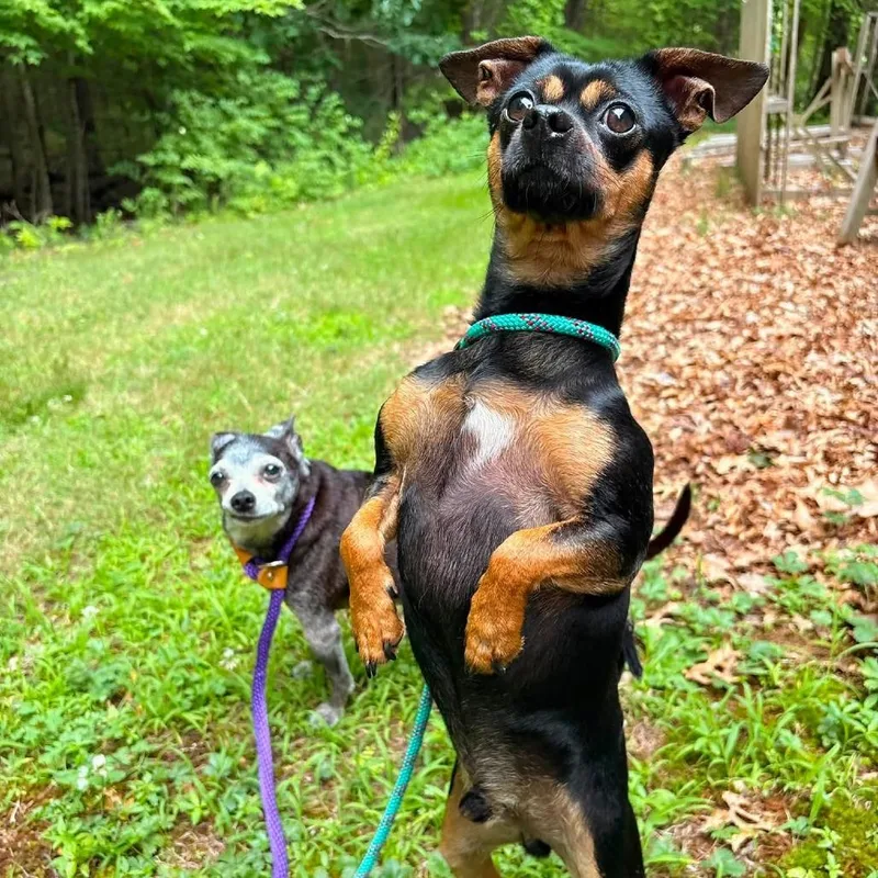 An adult small-sized male Black Chihuahua dog named Rocky for adoption in Brockton, MA