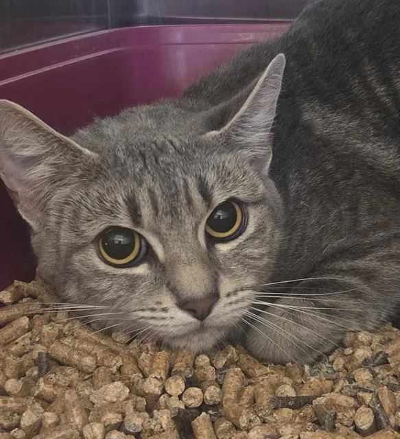 An adult medium-sized female Domestic Short Hair cat named Steele for adoption in Auburn, CA