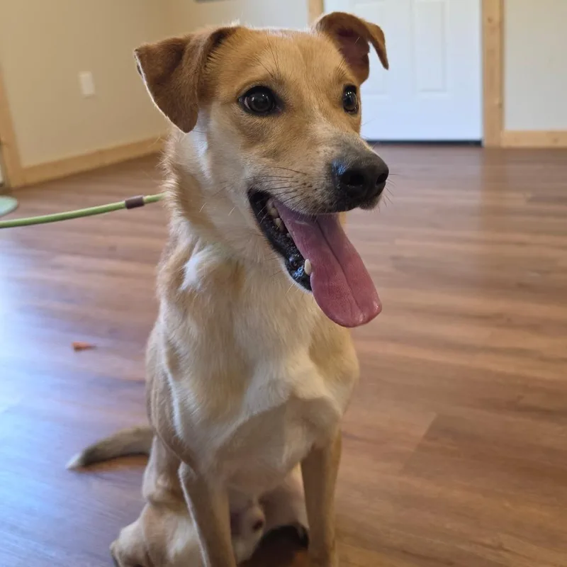 An adult medium-sized male Labrador Retriever dog named Chase for adoption in Easton, PA
