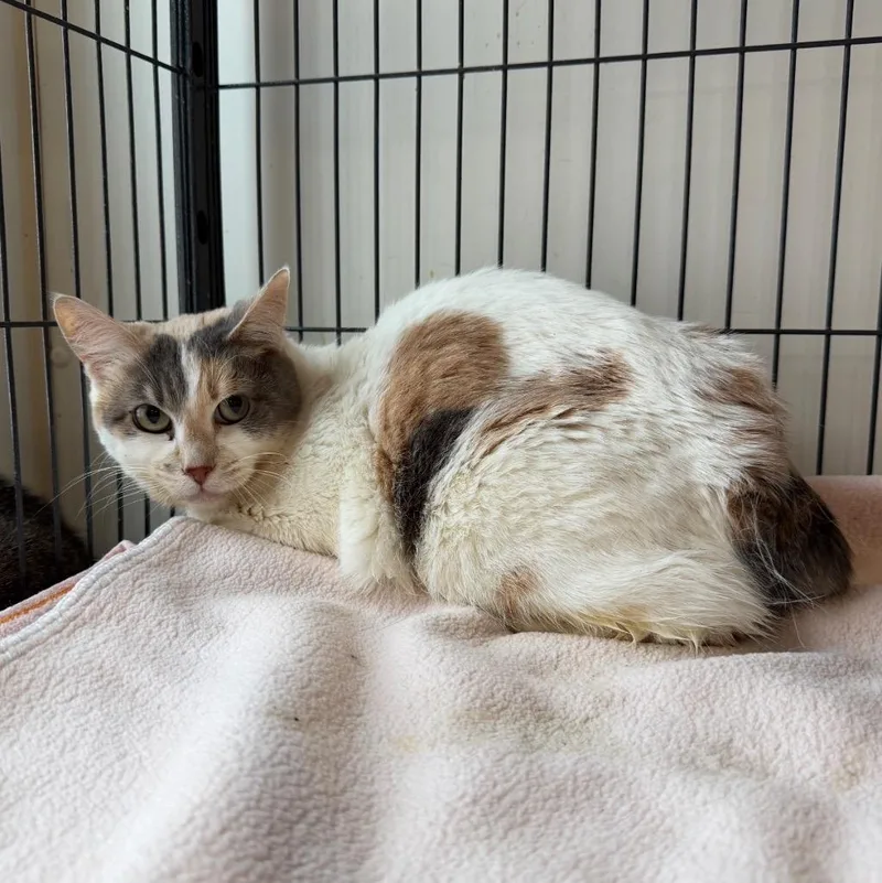An adult small-sized female American Bobtail cat named Chelsea for adoption in Bourbonnais, IL