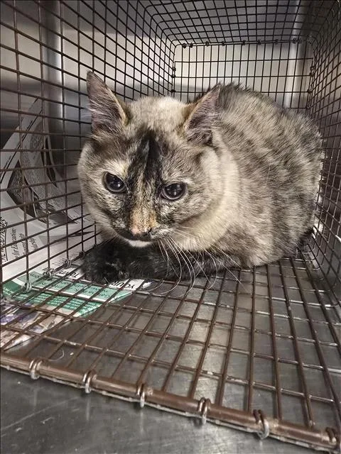 A senior medium-sized female Domestic Short Hair cat named Sassy for adoption in Houston, TX