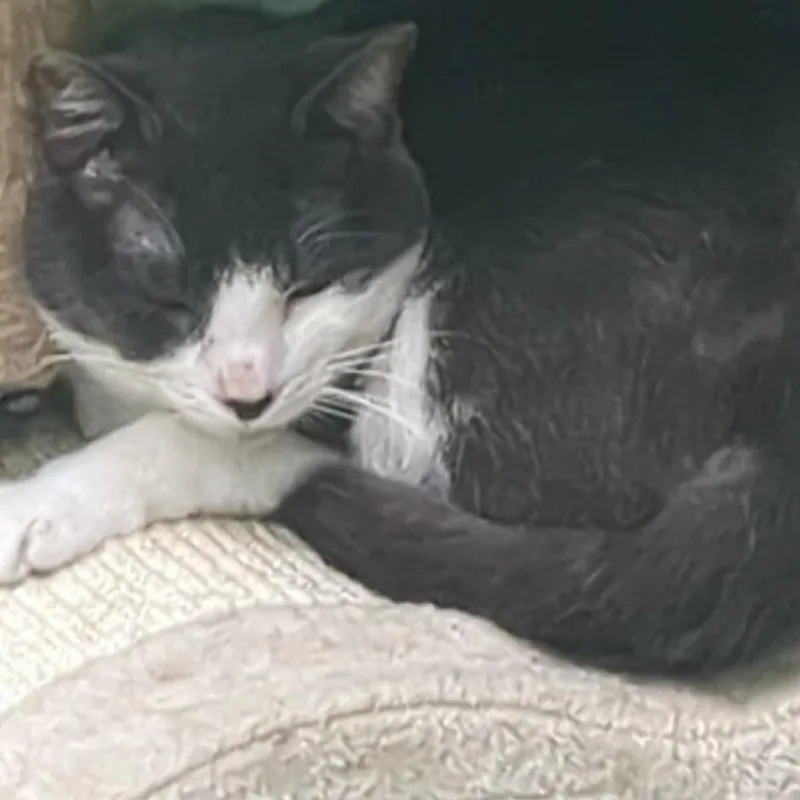 A senior medium-sized male Gray / Blue / Silver Domestic Short Hair cat named Oscar for adoption in Shinnston, WV