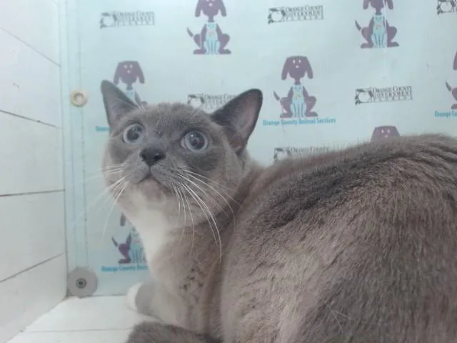 An adult small-sized female Domestic Short Hair cat named Batata for adoption in Orlando, FL