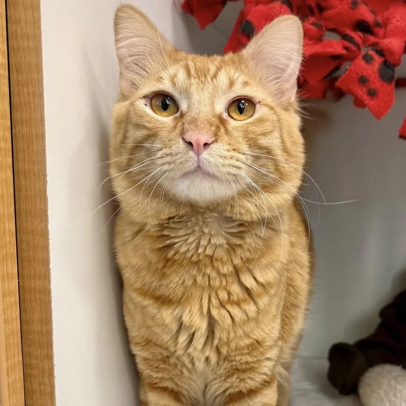 An adult medium-sized male Orange / Red Domestic Short Hair cat named Donny for adoption in Quincy, MA