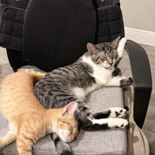 A baby small-sized male Domestic Short Hair cat named Guss for adoption in Tampa, FL