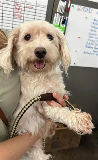 An adult small-sized female Mixed Breed dog named Alley for adoption in Dallas, TX