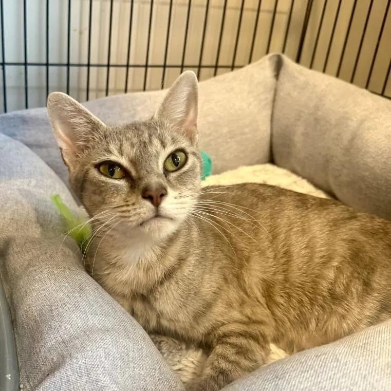 A young medium-sized female Gray / Blue / Silver Domestic Short Hair cat named Vixari for adoption in Louisville, KY