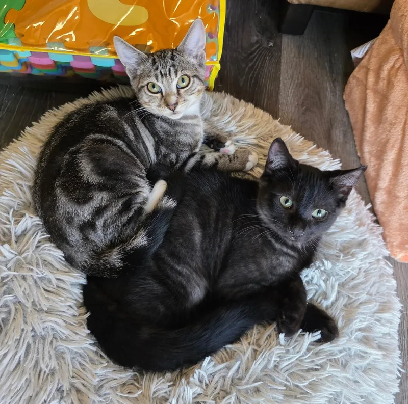 A baby medium-sized male Black Domestic Short Hair cat named Mongo for adoption in Puyallup, WA