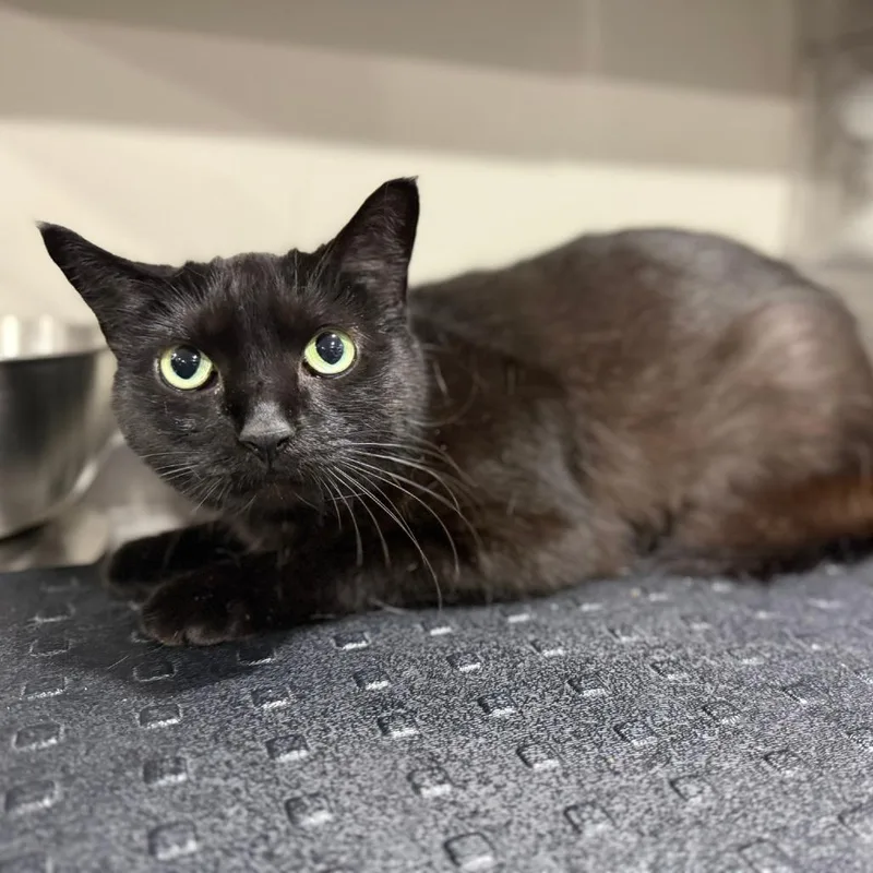 An adult medium-sized female Black Domestic Short Hair cat named Matilda for adoption in Bridgeville, PA