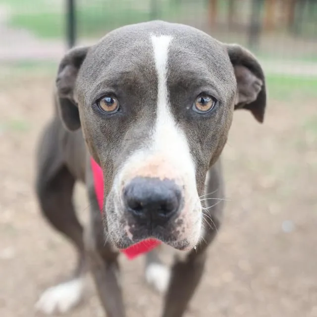A young large-sized female American Staffordshire Terrier dog named Junie for adoption in San Antonio, TX