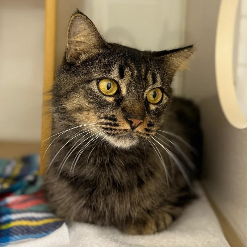 June Bug thumbnail 2