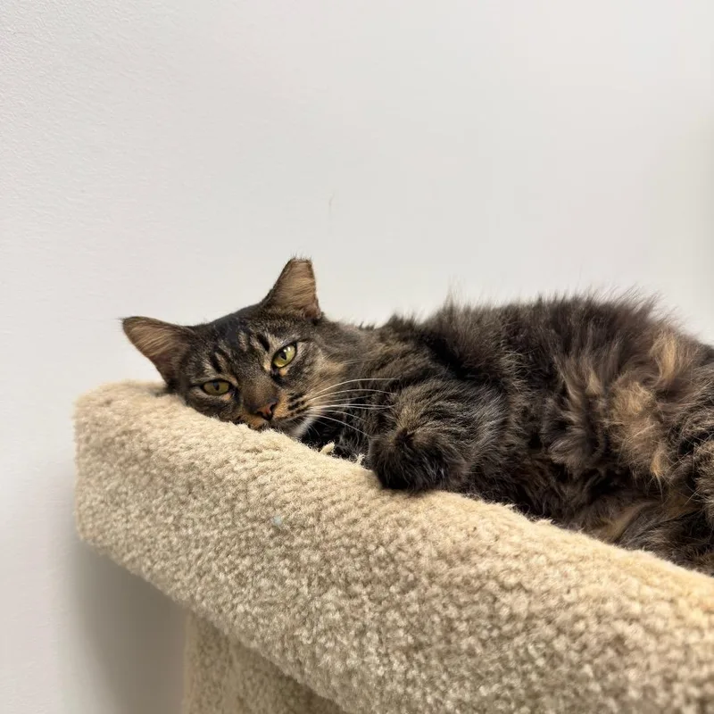 June Bug thumbnail 3