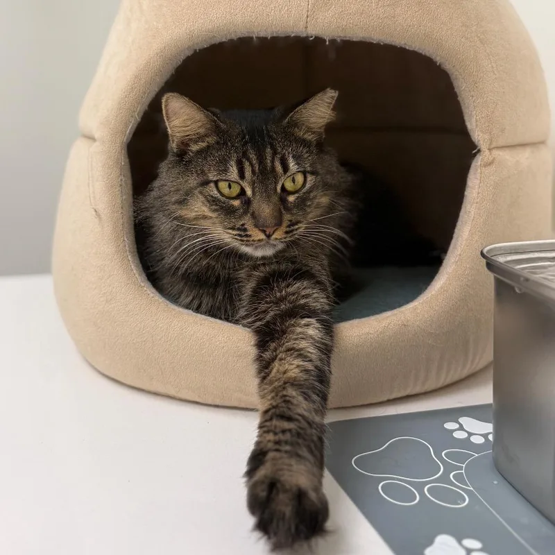 June Bug thumbnail 6