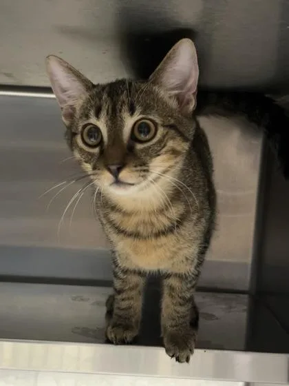 A baby medium-sized female Domestic Short Hair cat named Cubby $ for adoption in Seneca, SC