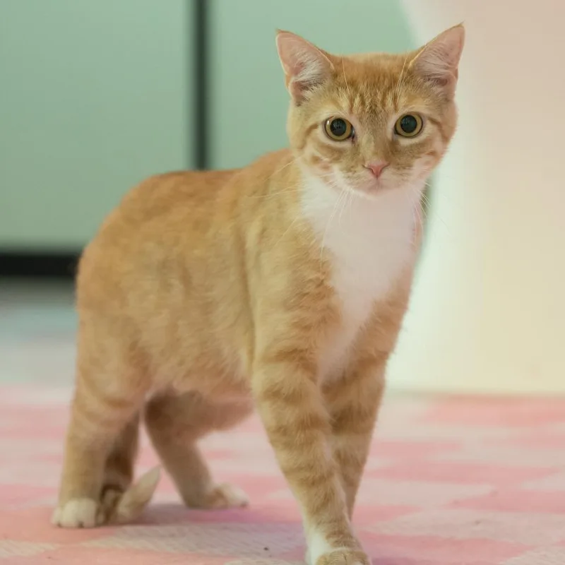 A young small-sized female Orange / Red Domestic Short Hair cat named Edith for adoption in Forest Park, IL