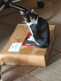 A baby medium-sized female Black & White / Tuxedo Tuxedo cat named Gila for adoption in Phoenix, AZ