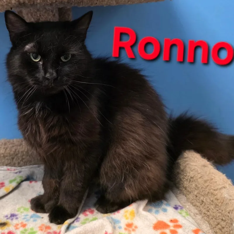 A young small-sized male Black Domestic Long Hair cat named Ronno for adoption in Frederick, MD
