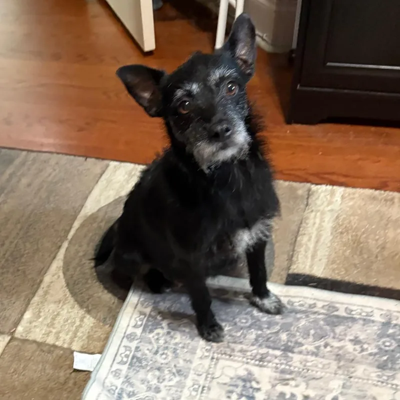 An adult small-sized female Black Terrier dog named O for adoption in Wake Forest, NC
