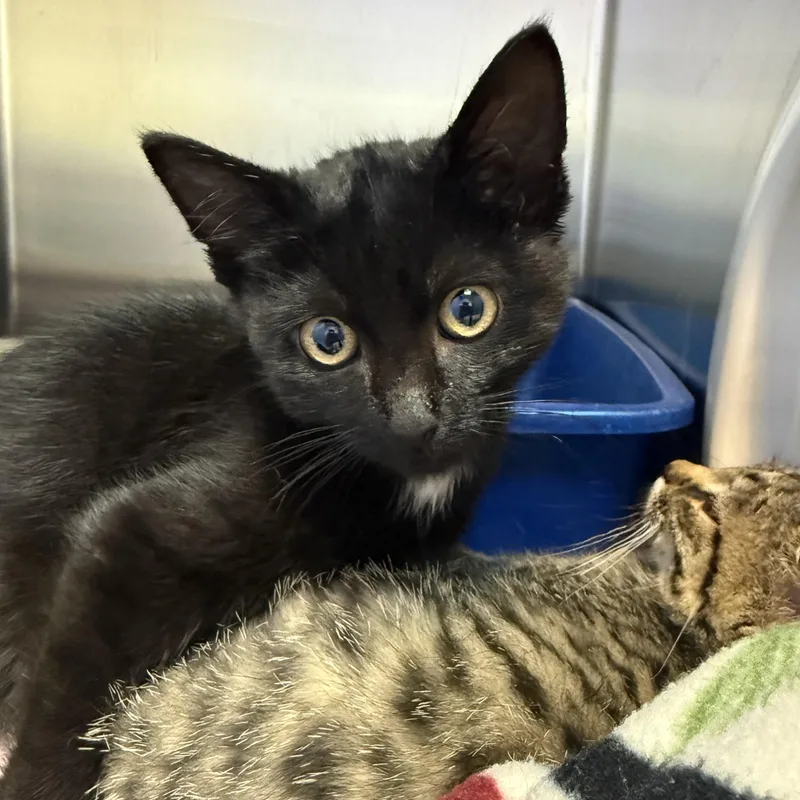 A young medium-sized male Black Domestic Short Hair cat named Uncle Taylor for adoption in Brookings, SD