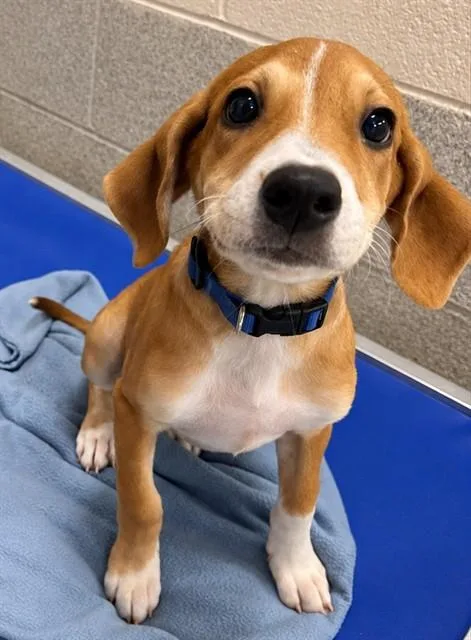 A baby small-sized female Labrador Retriever dog named Abby Cadabby for adoption in Statesville, NC
