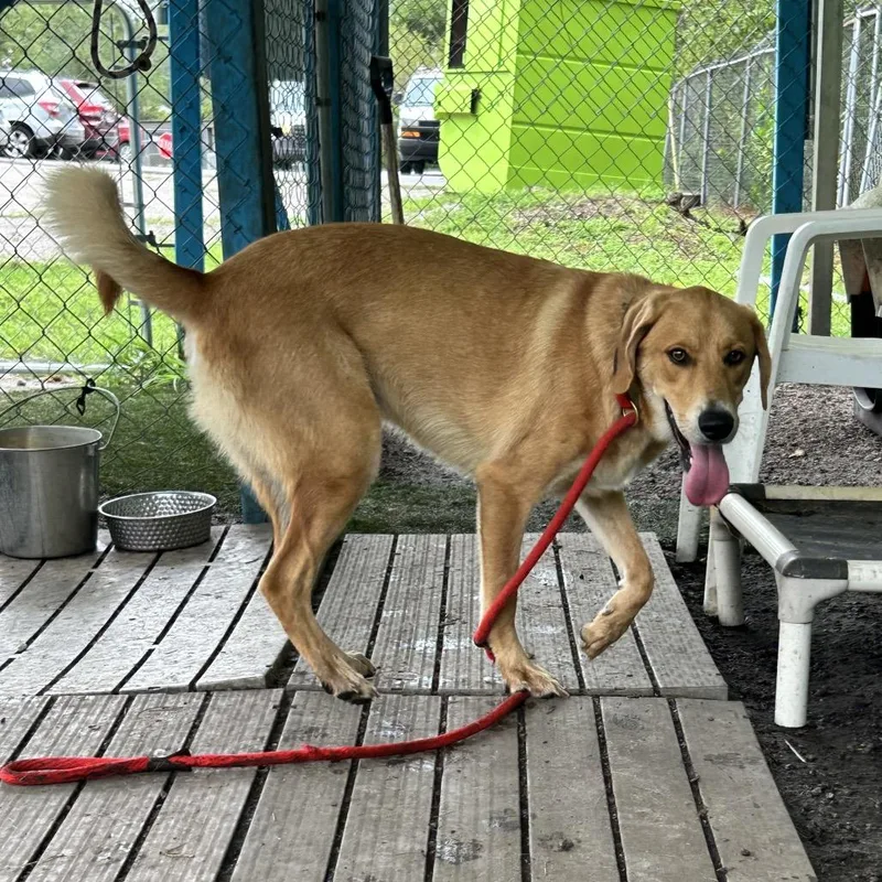 A young medium-sized male Yellow / Tan / Blond / Fawn Beagle dog named Carmello for adoption in Newport, NC